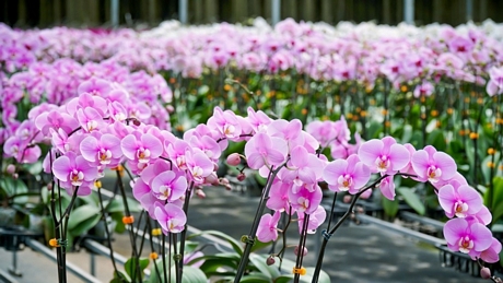 Hoa lan ở YSA Orchid Farm được trồng trong nhà kính, công nghệ cao nên độ bền cao, lâu phai màu và dễ thuần dưỡng để trổ hoa tiếp.