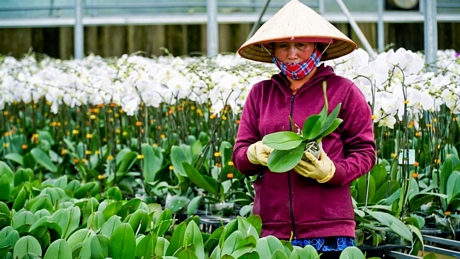 Cứ nối tiếp trồng liên tục, nguồn hoa lan ở YSA Orchid Farm luôn đảm bảo cung ứng cho thị trường.