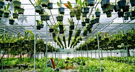 Hoa lan ở YSA Orchid Farm trồng theo hướng hữu cơ. Trong ảnh là những miếng nhựa dùng đánh bắt côn trùng tấn công lan, cho hiệu quả rất cao.