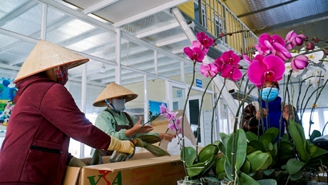 YSA Orchid Farm còn có nhiều khu vực ươm tạo các giống lan rừng, lan nhập khẩu quý hiếm, giá trị kinh tế cao.