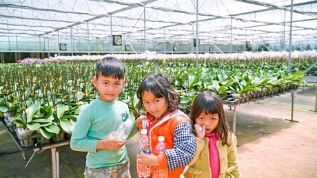 YSA Orchid Farm giải quyết việc làm cho hàng chục lao động tại chỗ, đặc biệt là đồng bào dân tộc thiểu số ở xung quanh trang trại.