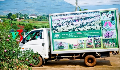  Những chuyến xe chở sắc và hương hoa lan YSA Orchid Farm lan tỏa.