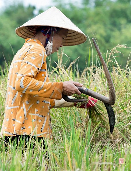 Thu hoạch lúa mùa bằng cái vòng gặt.