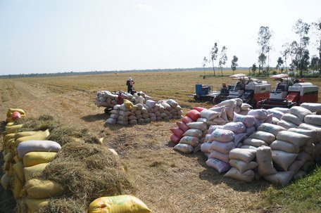 Nhiều nông dân bán lúa giá khá cao.