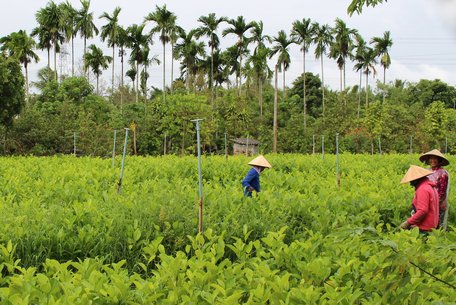 Năm 2021, xã An Phước phấn đấu về đích NTM nâng cao. Trong ảnh: Mô hình ươm cây giống góp phần tạo việc làm cho lao động nông thôn.