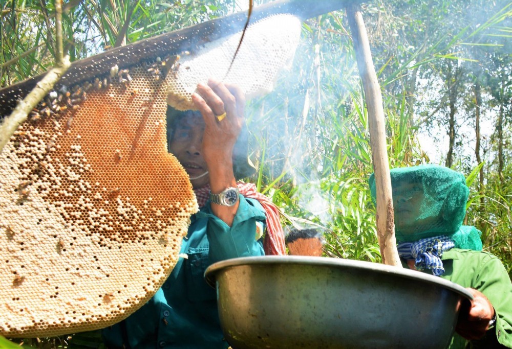 Nghề di sản “ăn ong” đã trở thành sản phẩm du lịch độc đáo tại Cà Mau. Ảnh: HIẾU NGHĨA