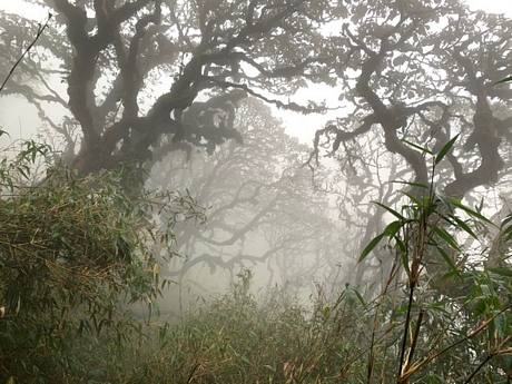 Khu rừng cổ thụ với những thân cây to, rong rêu có tuổi đời vài trăm năm. Sương mù che kín tầm mắt cùng tiếng gió rít mạnh và tiếng nước suối rì rào làm cho khu rừng càng thêm ma mị.