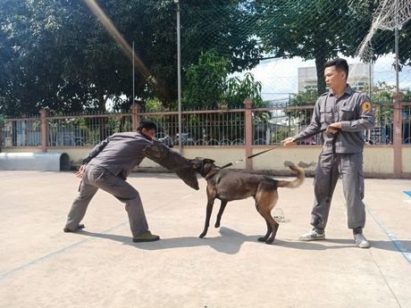 Cảnh sát cơ động huấn luyện chó nghiệp vụ phục vụ công tác đấu tranh, trấn áp tội phạm.