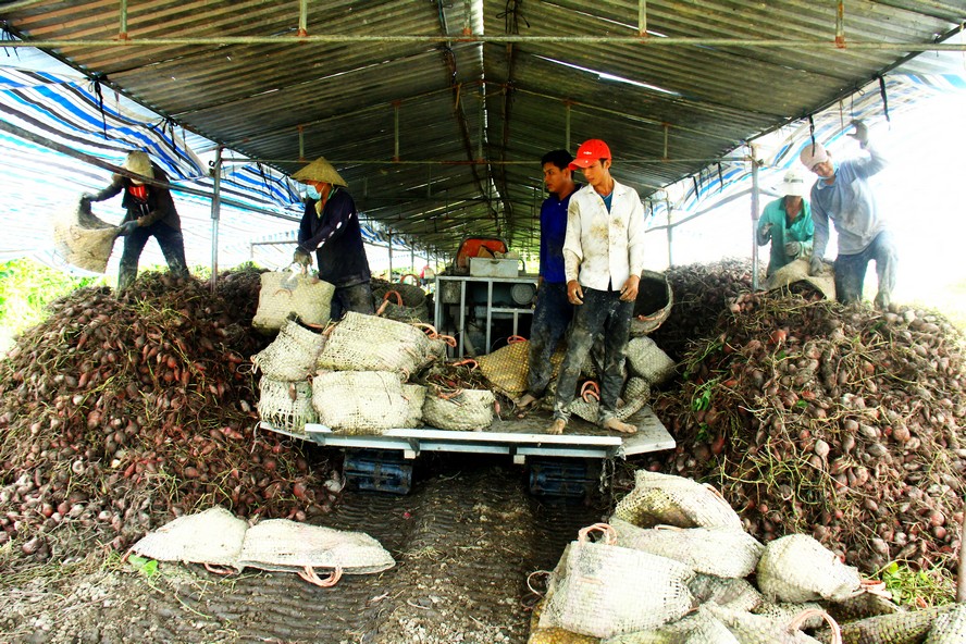 Vụ khoai này, năng suất khoai trên 4 tấn/ha và diện tích cần thu hoạch ở Bình Tân là 850ha.