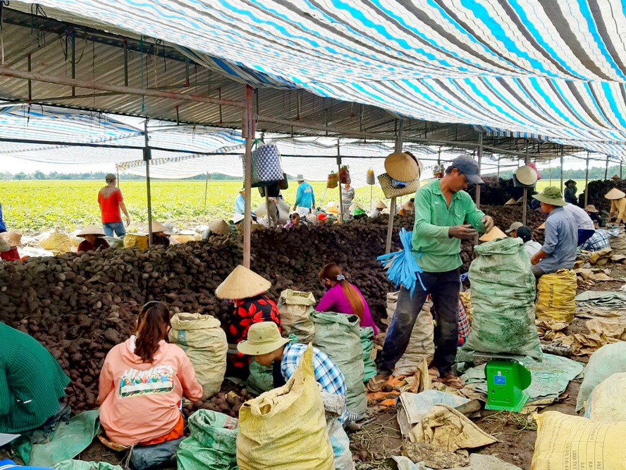 Bà con đang tích cực thu hoạch khoai để chuẩn bị vụ lúa mới, với giá bán xô tại ruộng 30.000- 40.000 đ/tạ, trong khi công dỡ khoai khoảng 2,5 triệu đồng, nông dân cầm chắc “còn không đủ tiền nhân công”.   