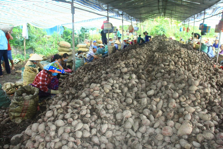 Vùng khoai Bình Tân đang có khoảng 32.000 tấn khoai đã tới lứa, cần được thu hoạch.