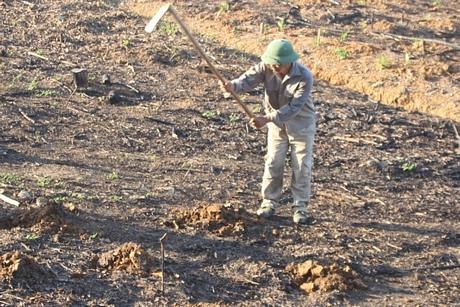 Đàn ông dùng cuốc để đào hố.