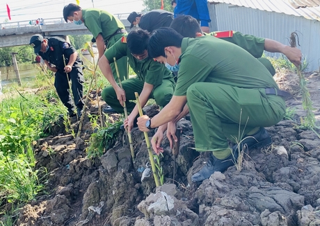 Tuổi trẻ lực lượng vũ trang trồng tràm chống sạt lở trên tuyến đê bao Ba Càng- Cái Ngang tại ấp Phú Hòa Yên.