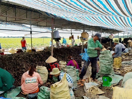 Khoai lang Bình Tân đang được tích cực hỗ trợ tiêu thụ thông qua các tổ chức, đoàn thể, doanh nghiệp…