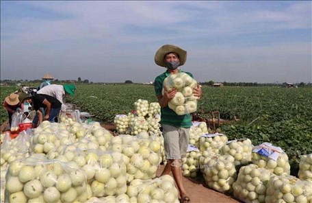 Thương lái mua dưa lê giúp nông dân xã Đại Lai, huyện Gia Bình, Bắc Ninh. (Ảnh minh họa: Thái Hùng/TTXVN)