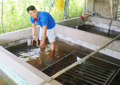 Sau thời gian đi làm ở Bình Dương, anh Duy quyết định về quê khởi nghiệp nuôi lươn không bùn.