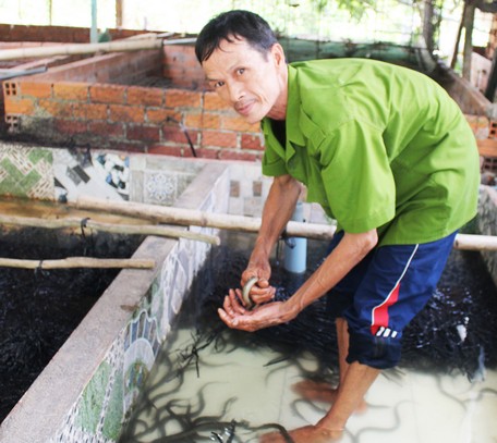 Ông Nhọn đã chuyển diện tích chuồng heo đang bỏ trống sang nuôi lươn không bùn.