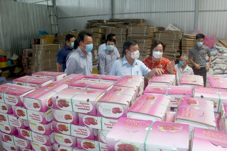 Bộ trưởng Lê Minh Hoan đến tìm hiểu phương thức sản xuất, sơ chế đóng gói tại Hợp tác xã khoai lang Tân Thành, Công ty TNHH 1TV Khoai lang Thanh Bình Tân…