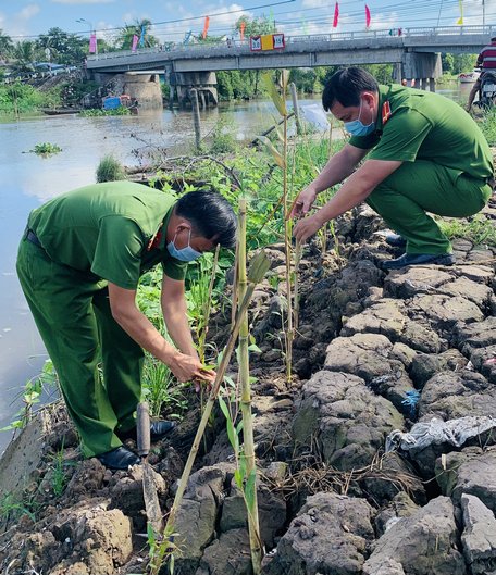 Tuổi trẻ lực lượng vũ trang tham gia trồng tràm chống sạt lở bờ sông.