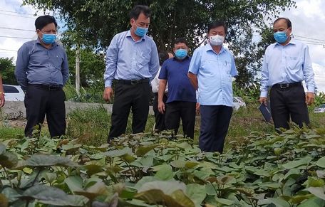 Bộ trưởng Nông nghiệp- PTNT Lê Minh Hoan (thứ 2, phải qua) đi tìm hiểu thực tế vùng trồng khoai lang Bình Tân.