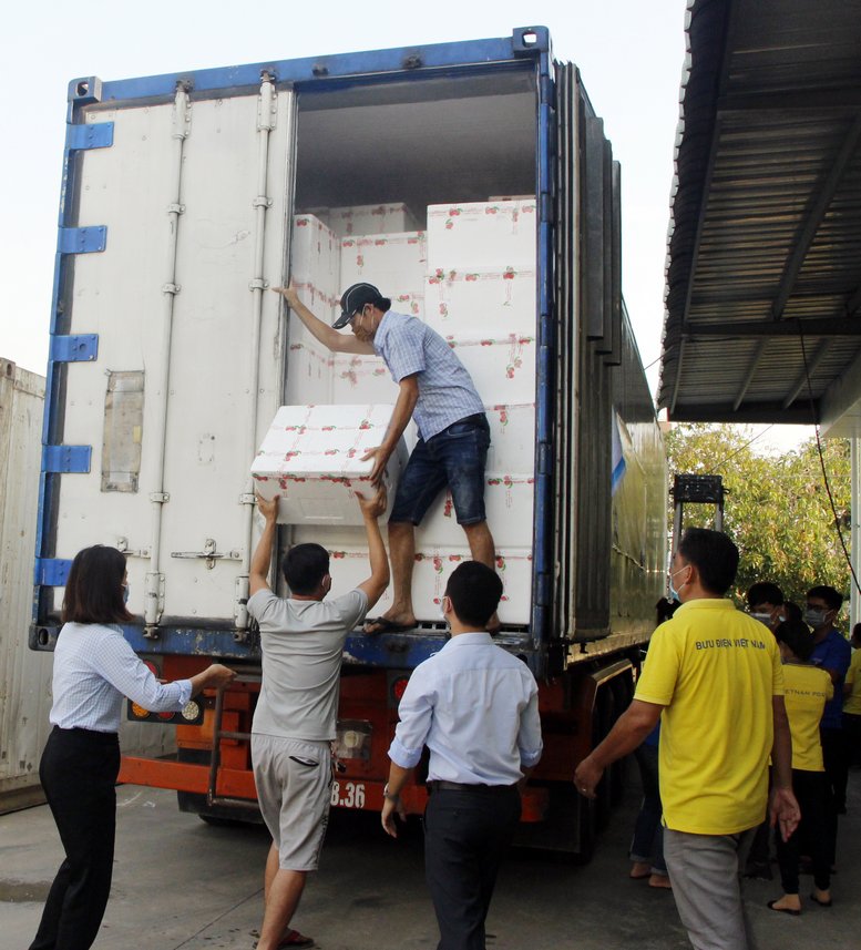 Chuyến xe đầu tiên vận chuyển vải từ Bắc Giang về Vĩnh Long do Cục Quản lý thị trường tỉnh phối hợp Bưu điện tỉnh tổ chức hỗ trợ tiêu thụ.