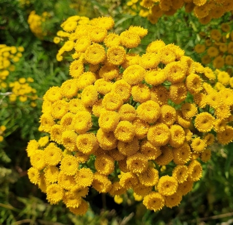 Với những bông hoa màu vàng tươi, cúc hương ngải nổi tiếng với tác dụng đuổi ruồi. Bạn có thể chà xát lá lên da hoặc để trong nhà. Mùi thơm sẽ được tỏa ra và ruồi sẽ không vào nhà./ 