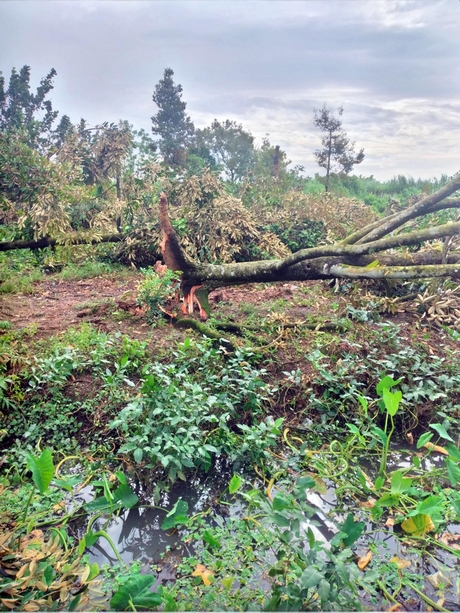 Giông lốc khiến cho vườn sầu riêng của nhà vườn ở xã Thanh Bình (Vũng Liêm) bị đổ ngã.