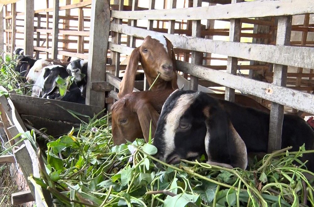 Mô hình chăn nuôi dê thịt ở xã Phú Long đã giúp nhiều người dân cải thiện thu nhập