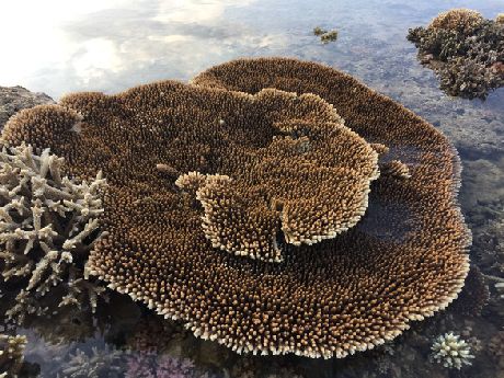 Phong phú các loài san hô trong Vườn quốc gia Núi Chúa - Ảnh: BQLVQGNC