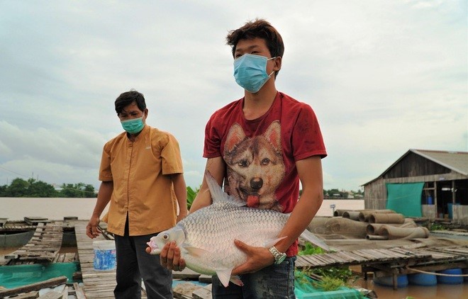 Nhân viên của ông Lý Văn Bon đang ôm con cá cầy nặng khoảng 20 kg (Ảnh: Bảo Kỳ)