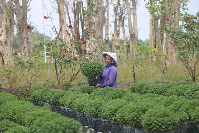 Điểm tham quan Vườn Hồng Tư Tôn, phường Tân Qui Đông chuẩn bị hơn 1.000 giỏ hoa cúc mâm xôi và nhiều loại hoa kiểng khác để phục vụ khách du lịch dịp cuối năm