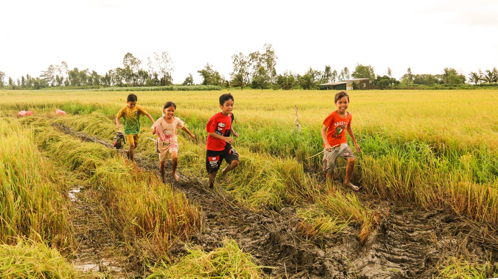  Ngày hè, đám trẻ theo chân người lớn ra đồng tìm niềm vui mùa thu hoạch lúa.