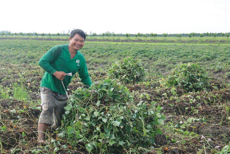 Hiện huyện Bình Tân có 220ha khoai lang được chứng nhận VietGAP và sản xuất theo hướng IPM.