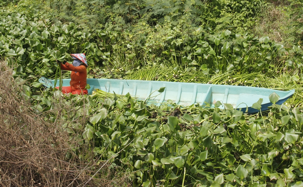 Trong khi đó, nước lên cũng là mùa thu hoạch cọng lục bình. Chị Trúc Ly ở Tuyên Bình (huyện Vĩnh Hưng, tỉnh Long An) cho biết mỗi ngày hái hơn chục ký lục bình đem về phơi khô. 