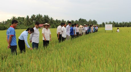 Các mô hình trình diễn canh tác lúa góp phần giúp nông dân nâng cao nhận thức, giảm mật độ gieo sạ.