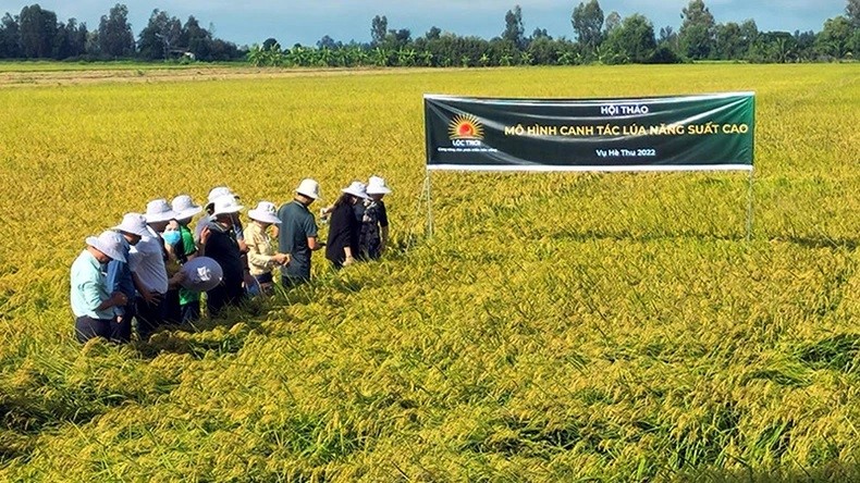 Vùng nguyên liệu là yếu tố quan trọng để xây dựng thành công thương hiệu gạo.