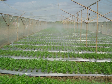 Tưới tiết kiệm nước hiện được sử dụng rộng rãi tại các khu trồng rau màu trong tỉnh. 