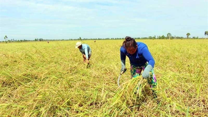 Thu hoạch lúa mùa nổi ở xã Vĩnh Phước, huyện Tri Tôn, tỉnh An Giang.