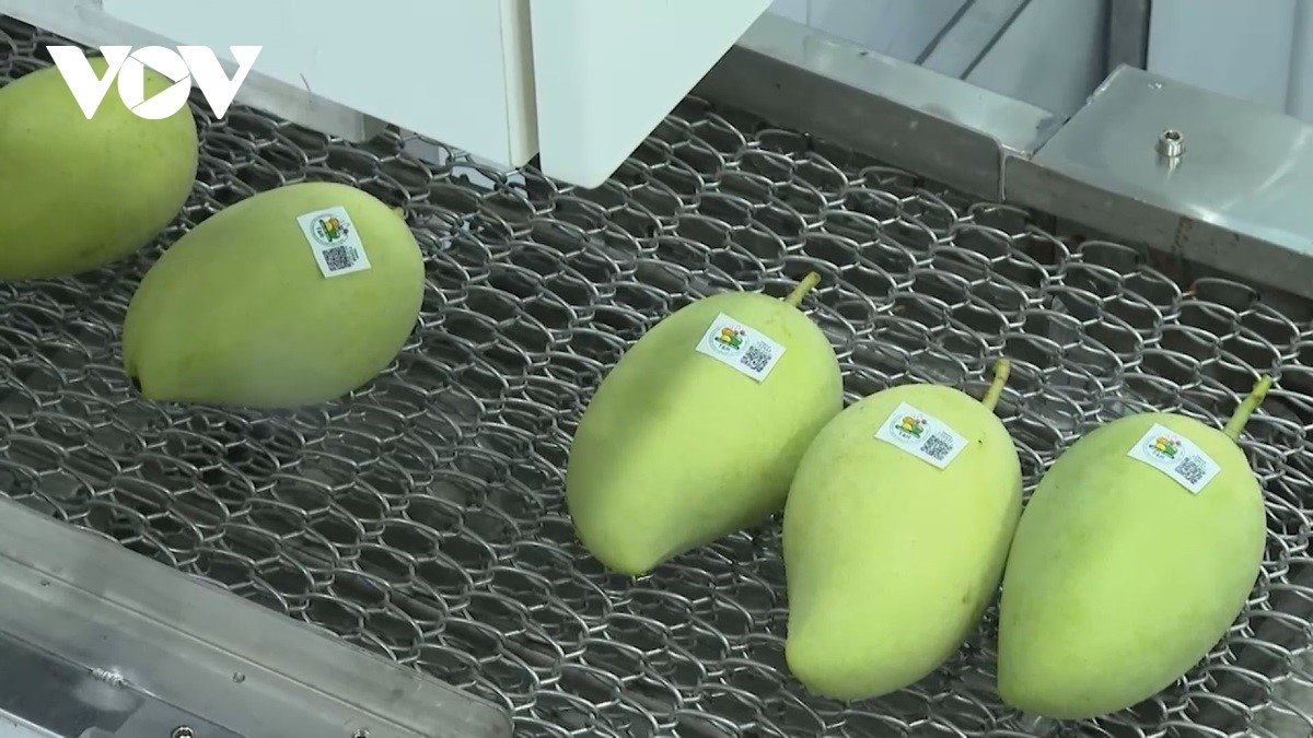 Quy trình phân loại, dán nhãn hàng hóa trên trái xoài Cao Lãnh