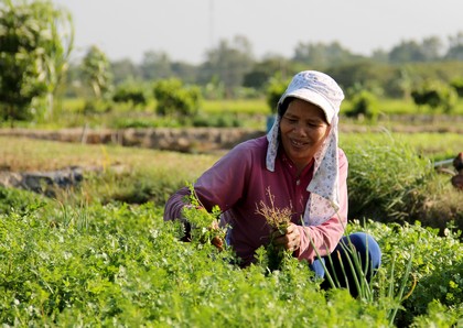 Nông dân thu hoạch rau màu để cung ứng cho thị trường trong, ngoài tỉnh.