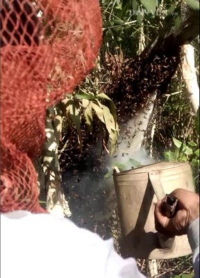 Khi gặp tổ ong, người săn ong sẽ dùng thùng loa nghi ngút khói đưa vào dưới tổ để xua ong. Họ không quên trùm đầu bằng mũi lưới để tránh bị ong tấn công.