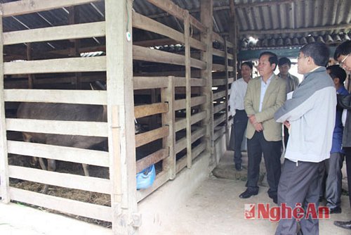 Ông Hồ Minh Mậu - Chủ tịch UBND xã Quỳnh Tân cho biết: Tổng đàn hươu, nai của xã là 730 con. Địa phương đang khuyến khích, hỗ trợ cho người dân vay vốn để phát triển nuôi hươu nai, thay thế vật nuôi có hiệu quả thấp.
