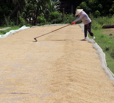 Hạn, mặn khiến năng suất, sản lượng lúa giảm.