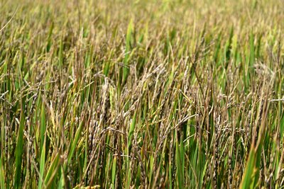 Lúa “khát” nước. Nhiều cánh đồng lúa ở Vũng Liêm sèo bông, thất thu.