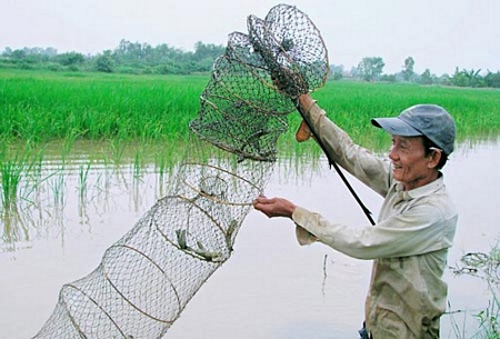 Nông dân xã Lộc Ninh (huyện Hồng Dân, tỉnh Bạc Liêu) canh tác mô hình tôm - lúa cho hiệu quả cao (Ảnh: TẤN ĐẠT)