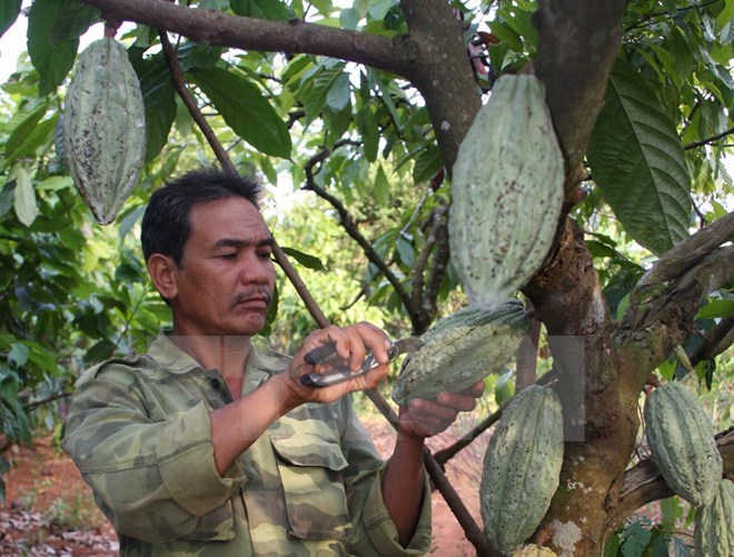 Chăm sóc vườn cây cacao. Ảnh minh họa. (Ảnh: Trần Lê Lâm/TTXVN)