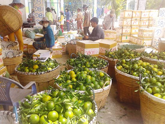 Thương lái thu mua quýt đường ở huyện Lai Vung (Đồng Tháp) đưa đi các nơi tiêu thụ