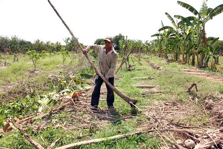 Xâm nhập mặn đã làm cho nhiều diện tích vườn cây ăn trái của tỉnh Vĩnh Long bị ảnh hưởng nghiêm trọng.