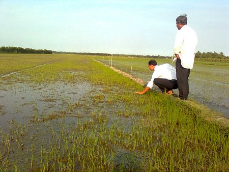 Lúa bị nhiễm mặn ở xã Vĩnh Xuân (Trà Ôn). Ảnh: HÀ THÀNH THẶNG