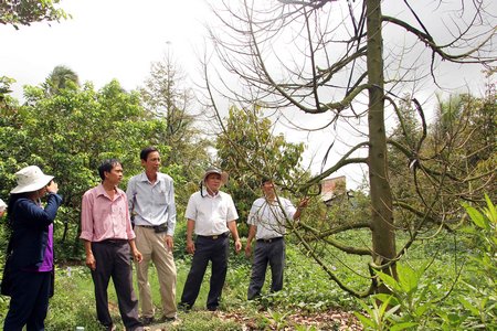 Ngành chuyên môn hướng dẫn người dân chăm sóc vườn sầu riêng bị héo lá do ảnh hưởng mặn.